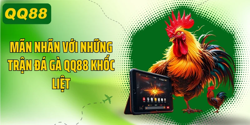 Mãn nhãn với những trận đá gà QQ88 khốc liệt